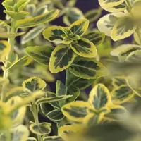 Klimplant Euonymus f. Emerald n Gold P16