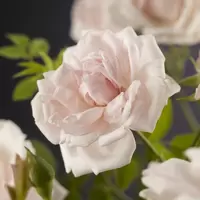 Klimplant Rosa New Dawn - Klimroos