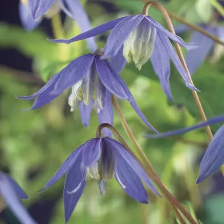 Klimplant Clematis alpina P16