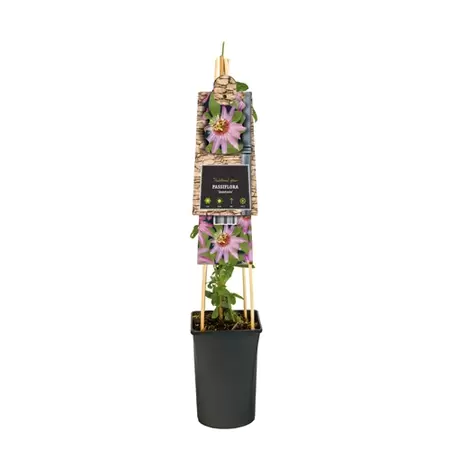 Klimplant Passiebloem - Passiflora Anastasia