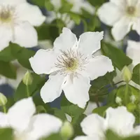 Klimplant Clematis Destiny P16