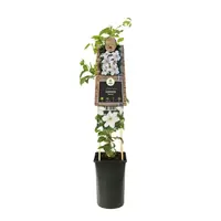 Klimplant Witte Bosrank - Clematis Destiny