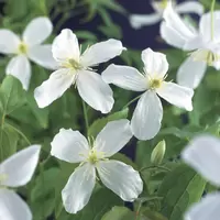 Klimplant Clematis montana Grandiflora P16