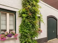 Klimplanten