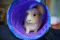 Knaagdieren speeltjes