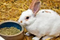 Konijnenvoer