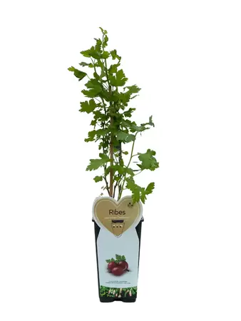 Kruisbes - Ribes Uva-crispa Captivator H.50-60cm