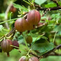 Kruisbes - Ribes Uva-crispa Captivator H.50-60cm