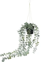 Kunst Hangplant in Potje 56cm Assorti 1st