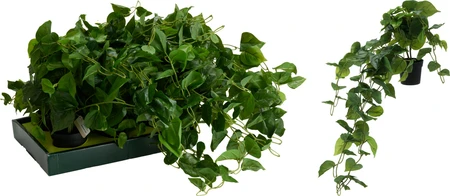 Kunst Hangplant Philodendron Scandens 80cm