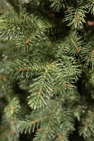 Kunstkerstboom Hackberry 215cm - Triumph Tree