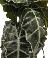 Alocasia kunstplant