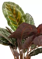 Calathea plant