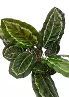 Kunstplant Calathea Roseopicta 70cm - afbeelding 3