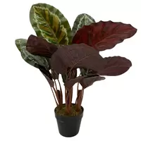 Calathea