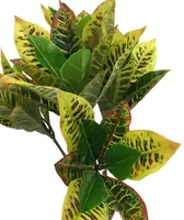 Kunst Kamerplant Croton