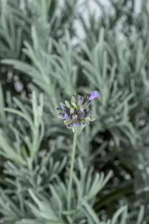 Lavendula angustifolia Munstead op stam