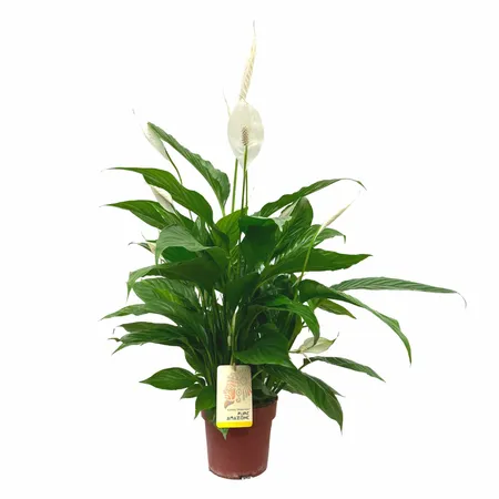 Lepelplant - Spathiphyllum 75cm