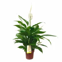 Lepelplant - Spathiphyllum 75cm