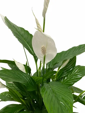 Lepelplant - Spathiphyllum Sweet Benito 55cm