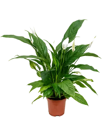 Lepelplant - Spathiphyllum Sweet Benito 55cm