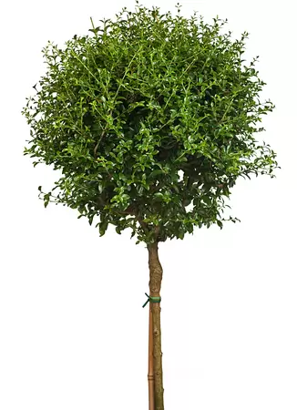 Ligustrum ‘Delavayanum’ op stam