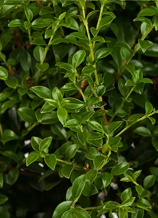 Liguster - Ligustrum ‘Delavayanum’ op stam