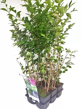 Ligustrum ovalifolium 6-pack