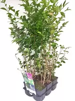 Ligustrum ovalifolium 6-pack
