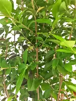 Ligustrum ovalifolium 6-pack
