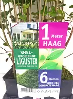 Ligustrum ovalifolium 6-pack