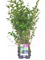 Ligustrum ovalifolium 6-pack