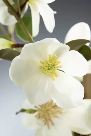 Terrasboompje Magnolia Gail's Favourite