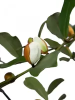 Magnolia Gail's Favourite 85cm