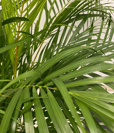 Mexicaanse Dwergpalm - Chamaedorea Elegans 85cm