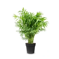 Mexicaanse Dwergpalm - Chamaedorea Elegans 85cm