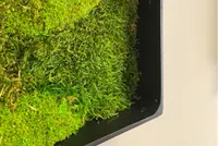 Mosschilderijen