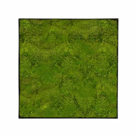 Mosschilderij Platmos 40x40cm