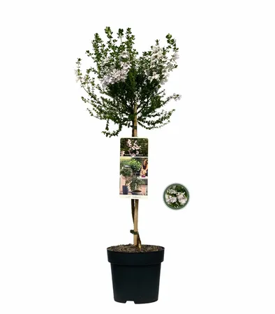 Prostanthera cuneata op stam