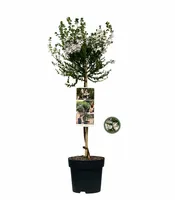 Prostanthera cuneata op stam