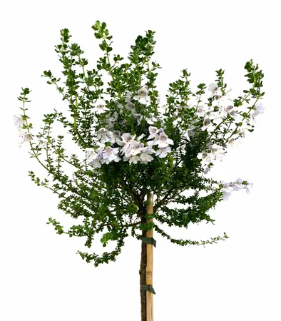 Prostanthera cuneata op stam