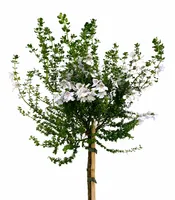 Prostanthera cuneata op stam