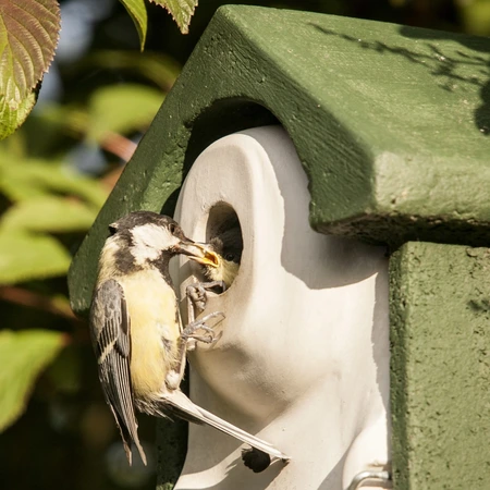 Nestkast Flush Woodstone Groen