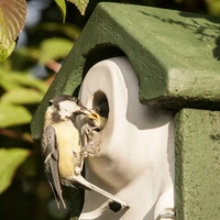Nestkast Flush Woodstone Groen