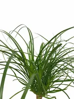 Olifantspoot - Beaucarnea recurvata 65cm