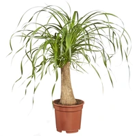 Olifantspoot - Beaucarnea recurvata 65cm