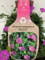 Ooievaarsbek - Geranium san. Max Frei 6-pack