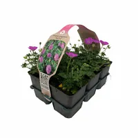 Geranium sang. Max Frei 6-pack