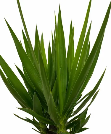 Palmlelie - Yucca 90cm