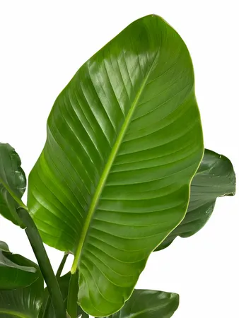 Paradijsvogelplant - Strelitzia Nicolai 120cm